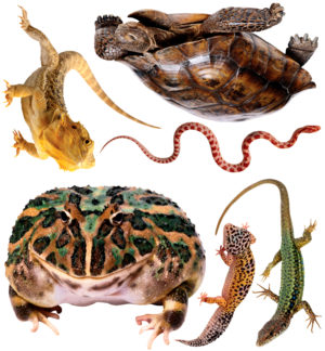 Reptiles Wall Stickies
