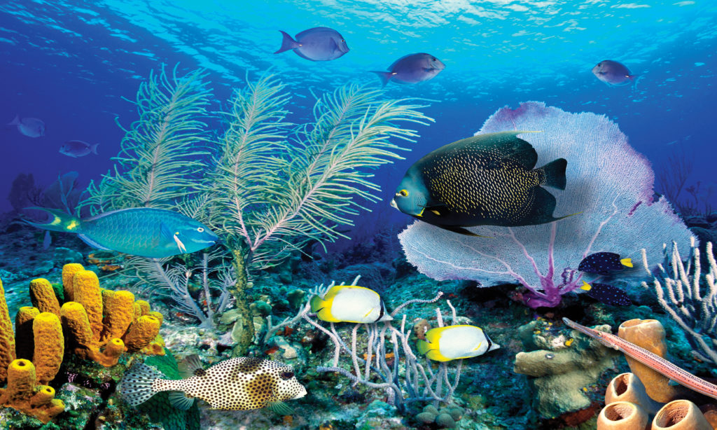 Ocean - Biggies Window Well Scenes and Art